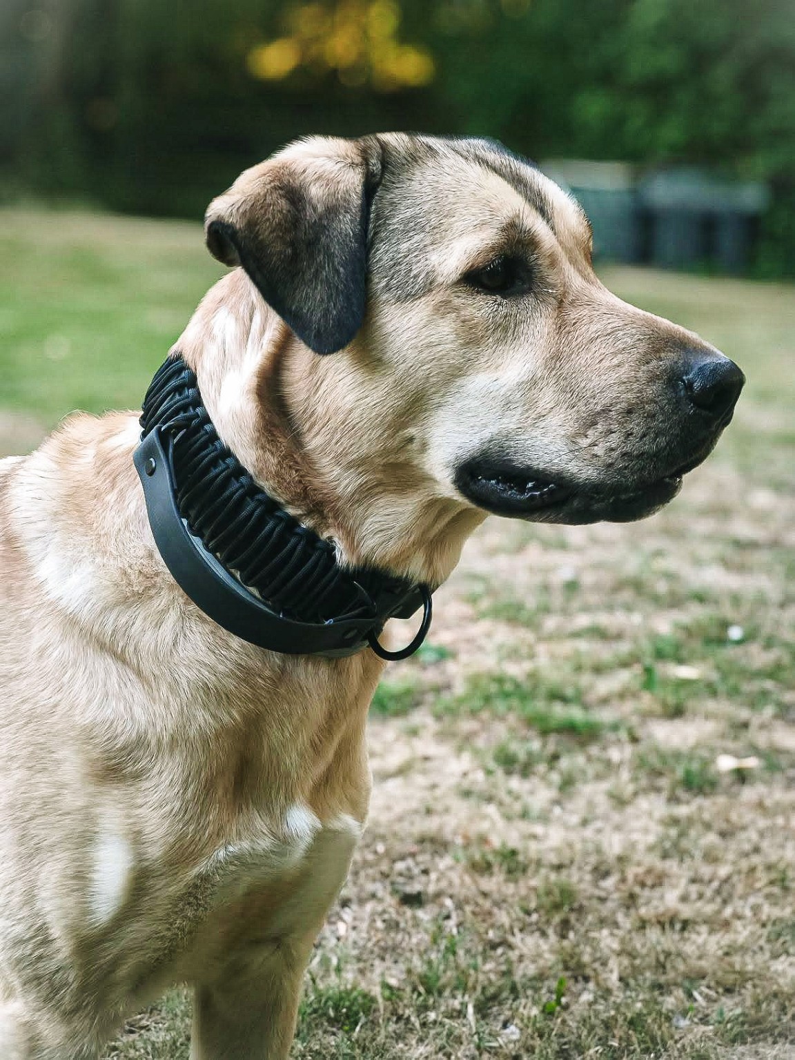 BioThane® x Paracord Halsband mit Haltegriff – am Hund